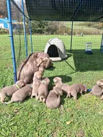 Ash, a male Labrador Retriever for sale in Buckhannon, WV – 2 of 7