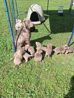 Calli, a male Labrador Retriever for sale in Buckhannon, WV – 5 of 7