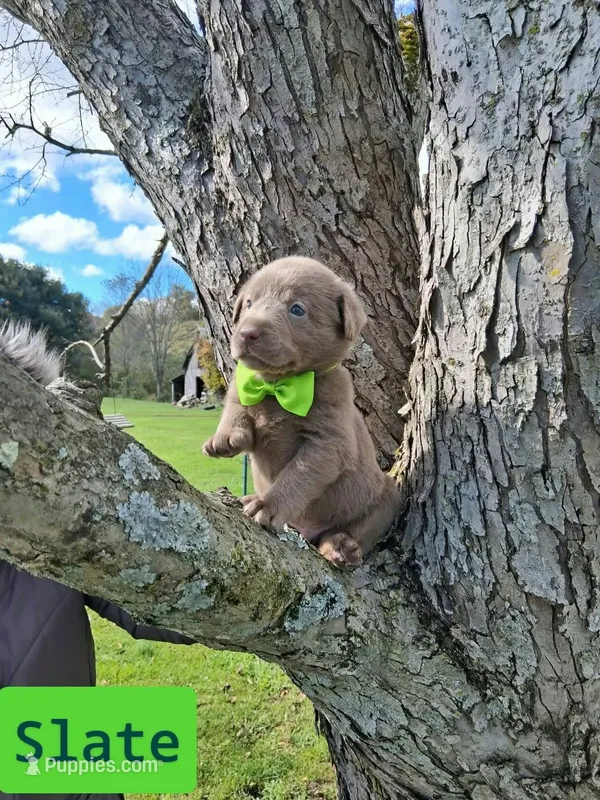 Slate – Labrador Retriever puppy for sale in Buckhannon, WV