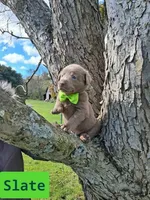 Slate, a male Labrador Retriever for sale in Buckhannon, WV – 1 of 6