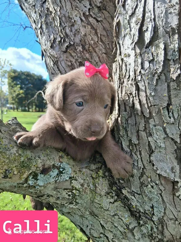 Calli – Labrador Retriever puppy for sale in Buckhannon, WV