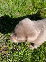 Smoke, a male Labrador Retriever for sale in Buckhannon, WV – 2 of 7