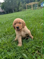 Maizey, a male Golden Retriever for sale in Buckhannon, WV – 6 of 8