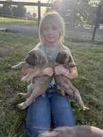 Elanor, a female Cane Corso for sale in Brazil, IN – 4 of 6