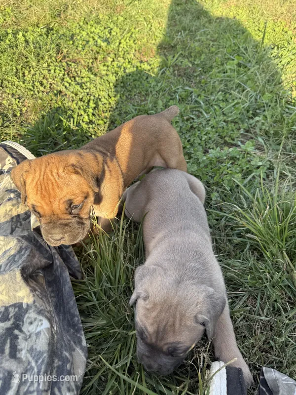 Simon – Cane Corso puppy for sale in Brazil, IN