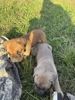 Simon, a male Cane Corso for sale in Brazil, IN – 2 of 4