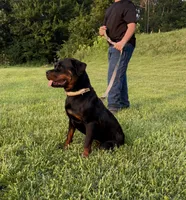 Angel, a female Rottweiler for sale in Brazil, IN – 4 of 5