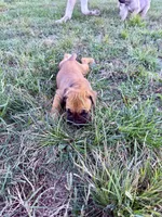 Elanor, a female Cane Corso for sale in Brazil, IN – 5 of 6