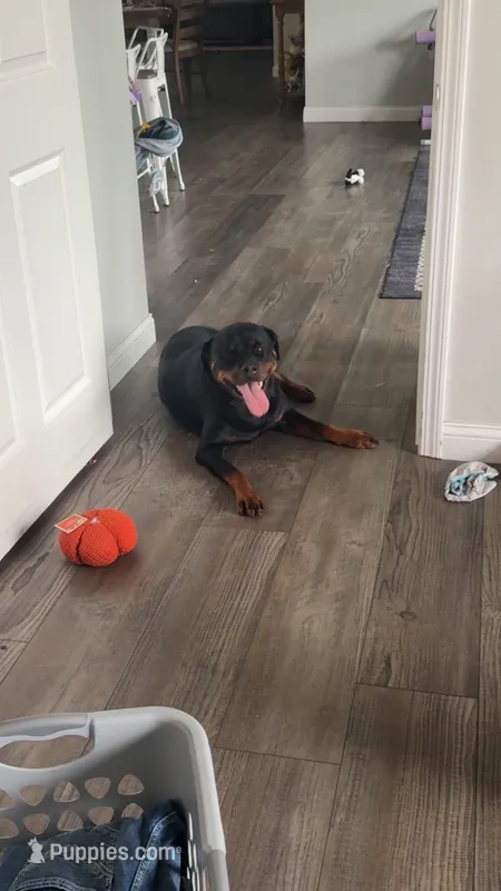 Angel – Rottweiler puppy for sale in Brazil, IN