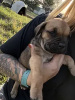 Simon, a male Cane Corso for sale in Brazil, IN – 1 of 4