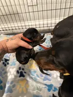 Red collar female , a female Doberman Pinscher for sale in Brazil, IN – 2 of 8