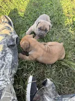 Elanor, a female Cane Corso for sale in Brazil, IN – 3 of 6