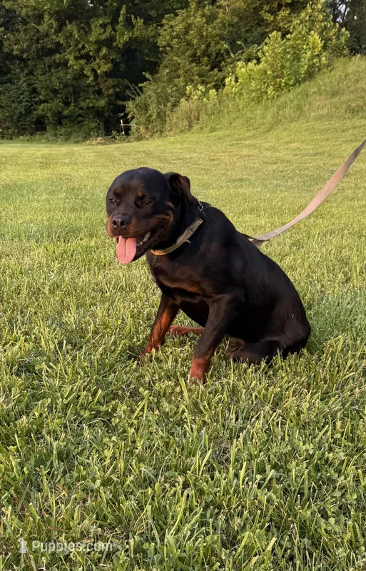 Angel – Rottweiler puppy for sale in Brazil, IN