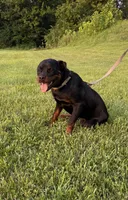 Angel, a female Rottweiler for sale in Brazil, IN – 1 of 5