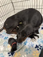 Red collar female , a female Doberman Pinscher for sale in Brazil, IN – 7 of 8
