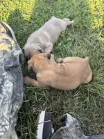 Simon, a male Cane Corso for sale in Brazil, IN – 4 of 4
