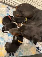 Red collar female , a female Doberman Pinscher for sale in Brazil, IN – 8 of 8