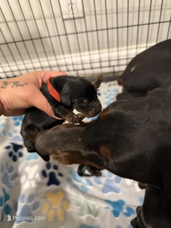 Red collar female  – Doberman Pinscher puppy for sale in Brazil, IN