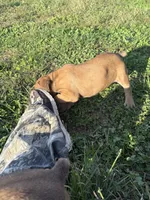 Simon, a male Cane Corso for sale in Brazil, IN – 3 of 4
