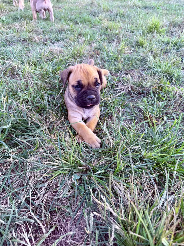 Elanor – Cane Corso puppy for sale in Brazil, IN