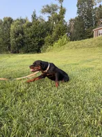 Angel, a female Rottweiler for sale in Brazil, IN – 2 of 5