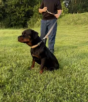 Angel, a female Rottweiler for sale in Brazil, IN – 5 of 5