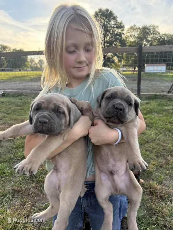 Alvin – Cane Corso puppy for sale in Brazil, IN