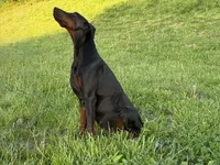Due Soon, a  Doberman Pinscher for sale in Brazil, IN – Photo 2 of 4