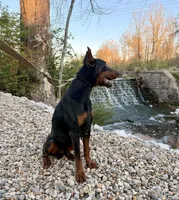 Due Soon, a  Doberman Pinscher for sale in Brazil, IN – Photo 4 of 4