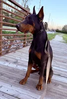 Due Soon, a  Doberman Pinscher for sale in Brazil, IN – Photo 3 of 4
