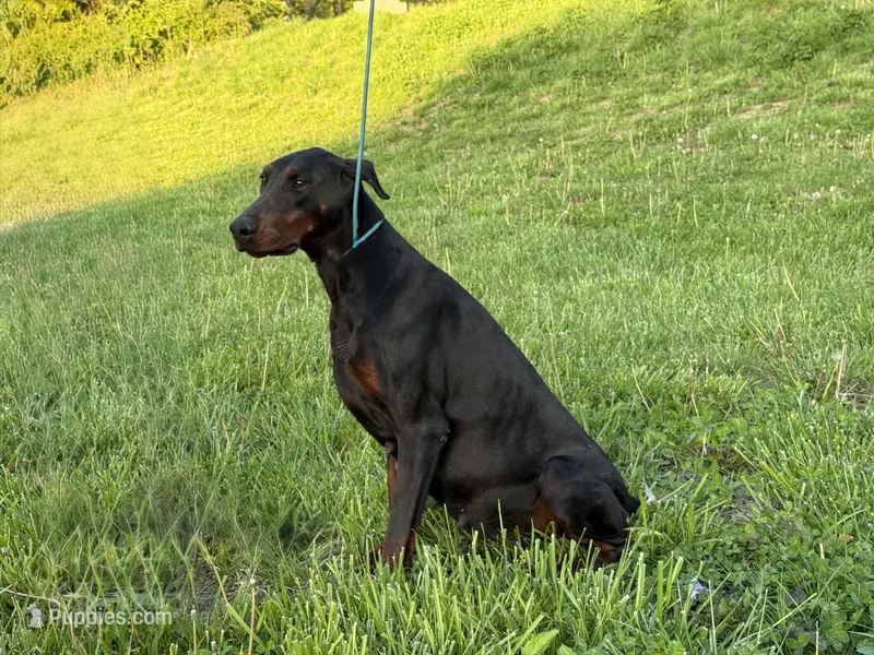 Due Soon – Doberman Pinscher puppy for sale in Brazil, IN