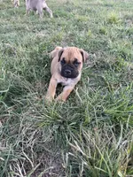 Elanor, a female Cane Corso for sale in Brazil, IN – 6 of 6
