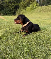 Angel, a female Rottweiler for sale in Brazil, IN – 3 of 5