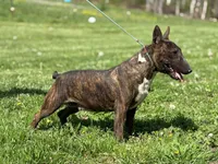 Due soon, a  Bull Terrier for sale in Brazil, IN – Photo 7 of 8