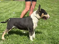 Due soon, a  Bull Terrier for sale in Brazil, IN – Photo 2 of 8