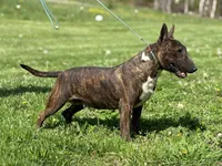 Due soon, a  Bull Terrier for sale in Brazil, IN – Photo 8 of 8