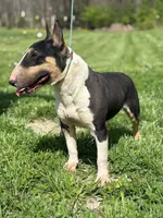 Due soon, a  Bull Terrier for sale in Brazil, IN – Photo 3 of 8