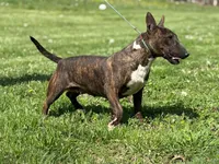 Due soon, a  Bull Terrier for sale in Brazil, IN – Photo 6 of 8