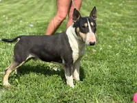 Due soon, a  Bull Terrier for sale in Brazil, IN – Photo 5 of 8