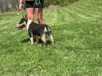 Due soon, a  Bull Terrier for sale in Brazil, IN – Photo 4 of 8