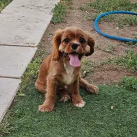 Hershey, a male Cavalier King Charles Spaniel for sale in Pomona, CA – 5 of 10