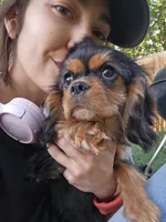 Kingsley, a male Cavalier King Charles Spaniel for sale in Pomona, CA – 5 of 10