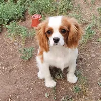 Theodore, a male Cavalier King Charles Spaniel for sale in Scottsdale, AZ – 2 of 8