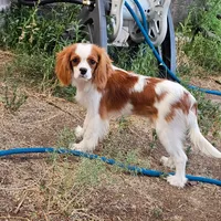Theodore, a male Cavalier King Charles Spaniel for sale in Scottsdale, AZ – 3 of 8
