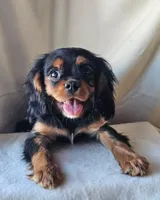 Alfred, a male Cavalier King Charles Spaniel for sale in Pomona, CA – Photo 2 of 6