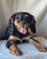 Alfred, a male Cavalier King Charles Spaniel for sale in Pomona, CA – Photo 1 of 6