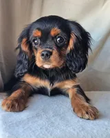 Alfred, a male Cavalier King Charles Spaniel for sale in Pomona, CA – Photo 3 of 6