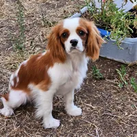 Theodore, a male Cavalier King Charles Spaniel for sale in Scottsdale, AZ – 7 of 8