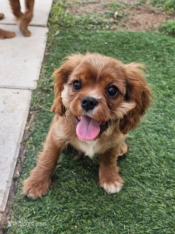 Hershey – Cavalier King Charles Spaniel puppy for sale in Pomona, CA
