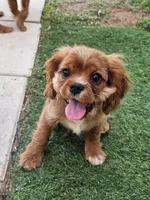 Hershey, a male Cavalier King Charles Spaniel for sale in Pomona, CA – 1 of 10
